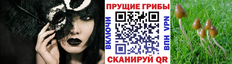 где купить наркоту  Вязники  Псилоцибиновые грибы GOLDEN TEACHER 