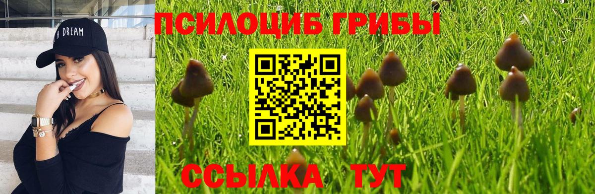 Вязники  наркотики  Вход с VPN  Псилоцибиновые грибы Cubensis 